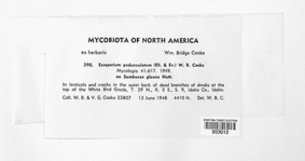 Coryneum pedunculatum image